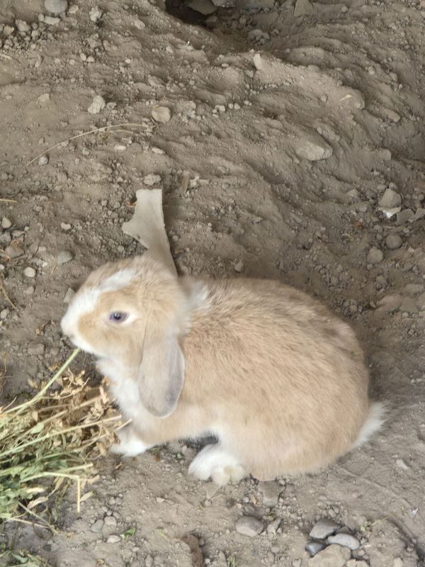 Куёнлар сотилади