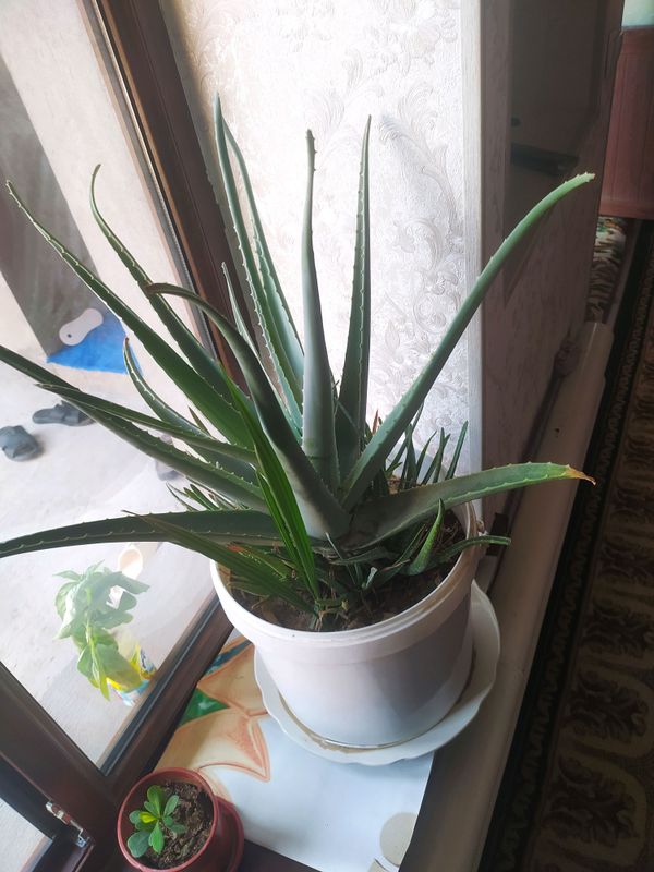 aloe guli