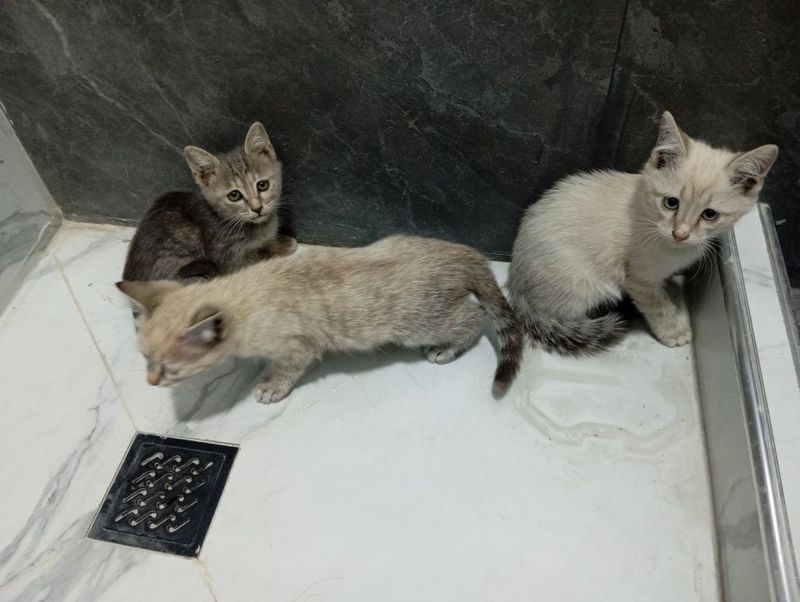 Котята трёх месячные мать веслоухая отец неизвестен бодрые умные игрив Котята трёх месячные мать веслоухая отец неизвестен бодрые умные игрив