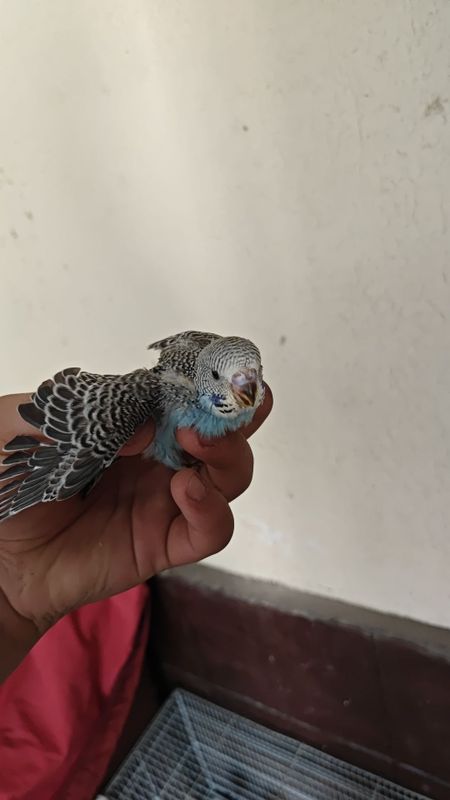 Valnistiy bolasi sotiladi ruchnoyga Orgatsa Boladi Valnistiy bolasi sotiladi ruchnoyga Orgatsa Boladi