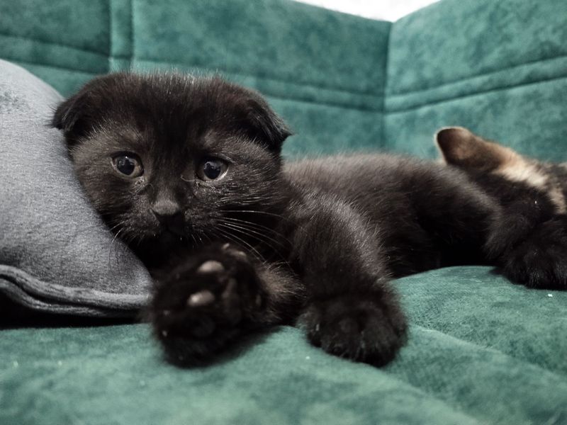 Шотландский котик Шотландский котик