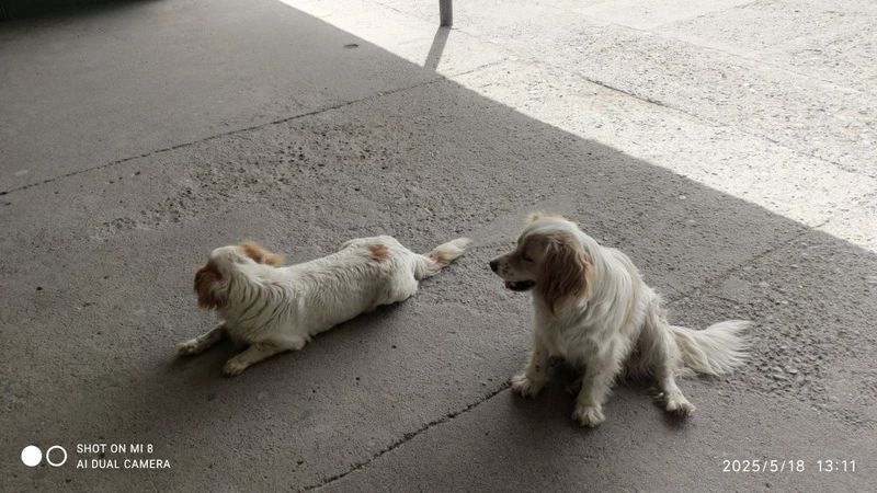 Qishloq xoʻjaligi hayvonlariga veterinar xizmatini koʻrsatish Qishloq xoʻjaligi hayvonlariga veterinar xizmatini koʻrsatish