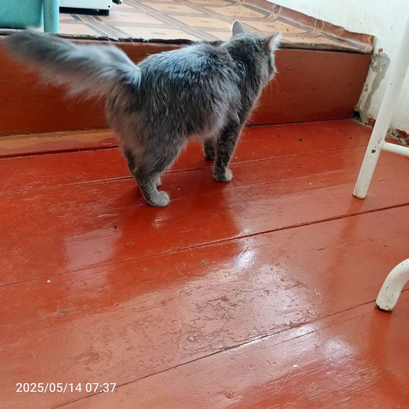 Ona bola mushug sotiladi Ona bola mushug sotiladi