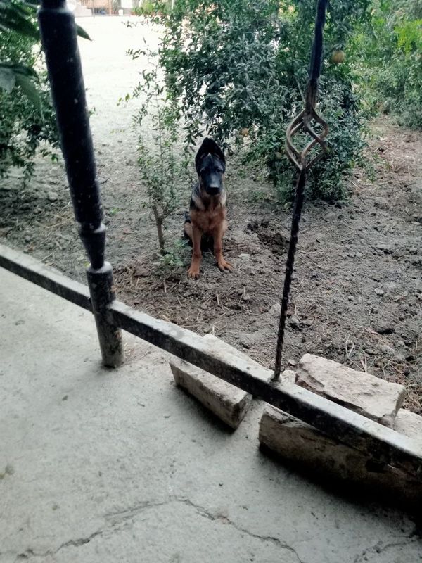 Toza qonli afcharka sotiladi nemichiski tôrt oylik