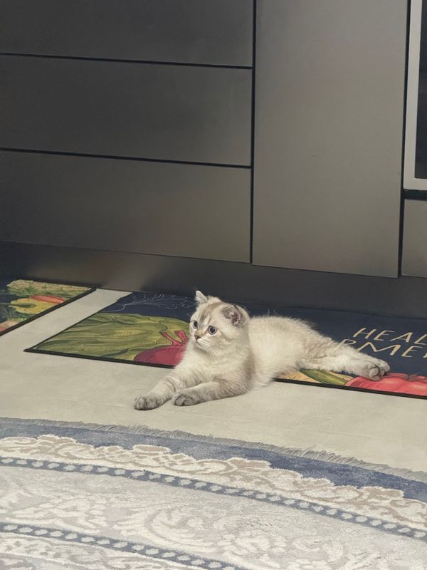 Кошка Као-Мани