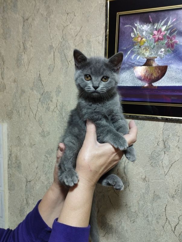 Продается кошечка скотиш страйт голубого окраса Продается кошечка скотиш страйт голубого окраса