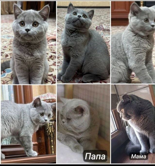 Котики Скоттиш девочка и малъчик
