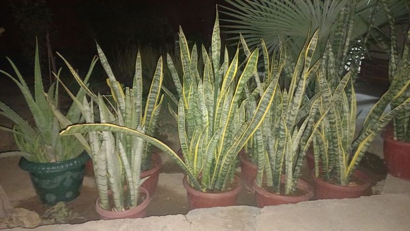 Gullar sotiladi.
