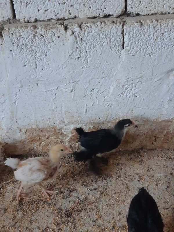 Jo'jalar joja 30 kunlik sifatli ishonchli qora shag'zoda,yubileyniy,