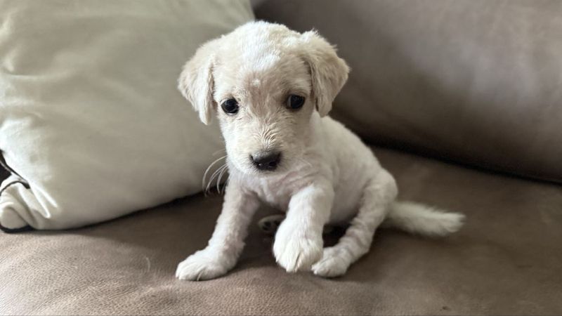 Щенок 2 месяца бесплатно Щенок 2 месяца бесплатно