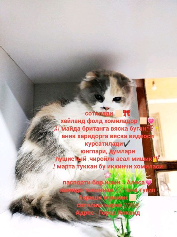 Mushuklar sotiladi Mushuklar sotiladi