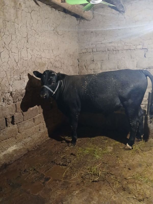 Qora buqa Angus Buqa