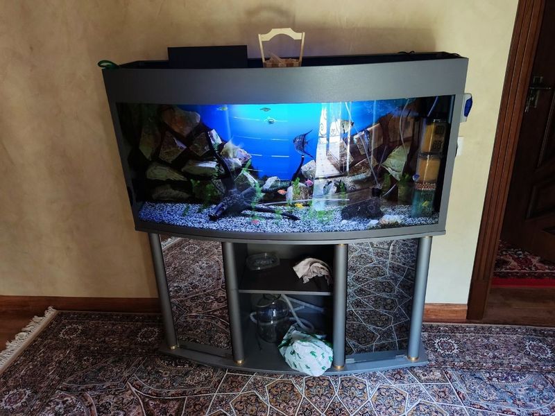 Akvarium va baliqlar | Аквариум и рыбки