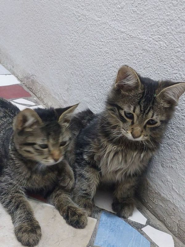 кошки, mushuklar
