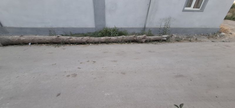 Tere bor sotiladi Tere bor sotiladi