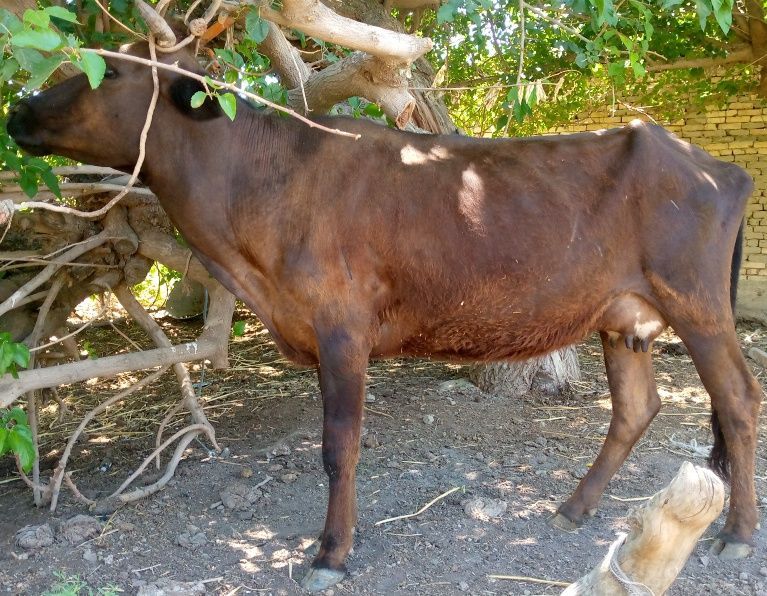 4 oylik aniq bugʻoʻz sigir sotiladi 3 litr sut beradi molga 100 foiz g 4 oylik aniq bugʻoʻz sigir sotiladi 3 litr sut beradi molga 100 foiz g
