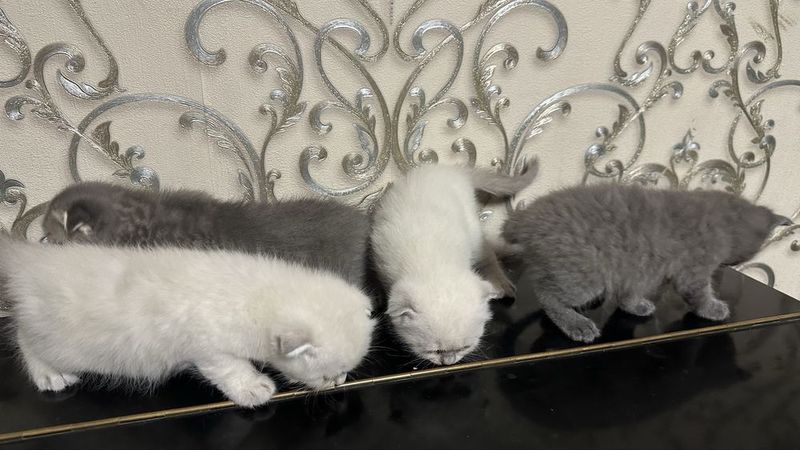 Продаются котята Продаются котята