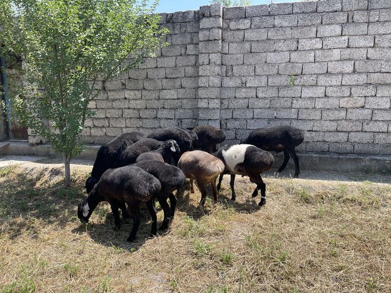 Qoylar qurbonliga Qoylar qurbonliga
