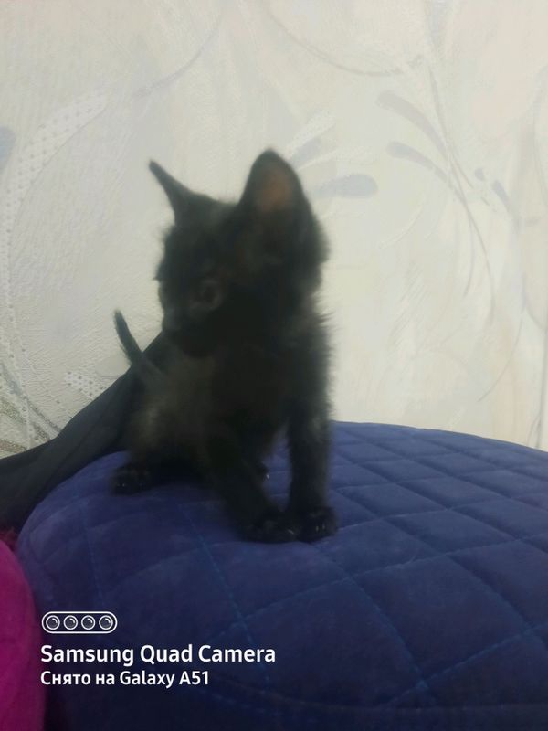 кошка мальчик кошка мальчик