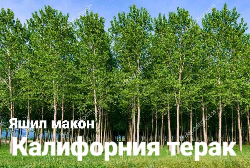 калифорняа терак калифорняа терак