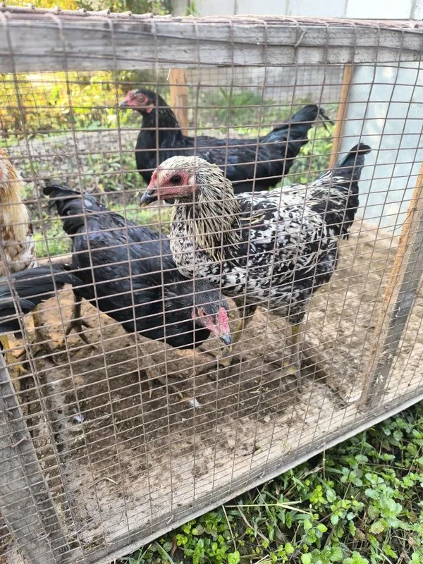 Xurozlar sotiladi Xurozlar sotiladi