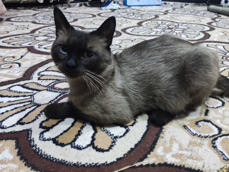 Siyamiski mushuk aqlli