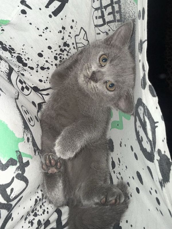 Продаются котята Продаются котята
