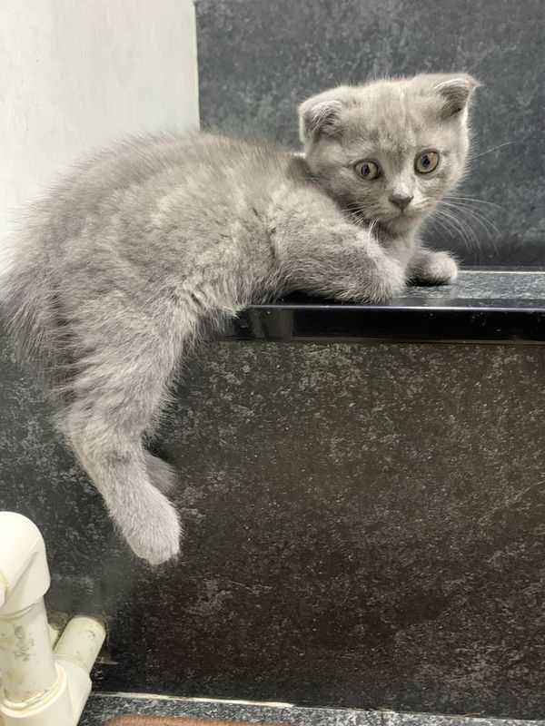 Продаются котятки Продаются котятки