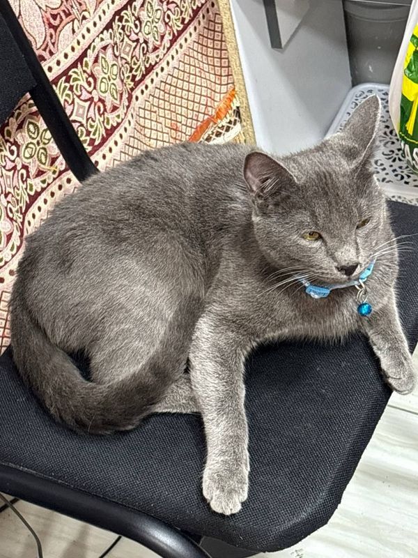 Нашёлся котик, ждёт своего хозяина, плачет. Нашёлся котик, ждёт своего хозяина, плачет.