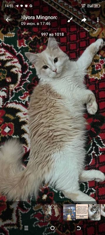 Шотландиский скоттиш страйт срочно хорошие руки Шотландиский скоттиш страйт срочно хорошие руки