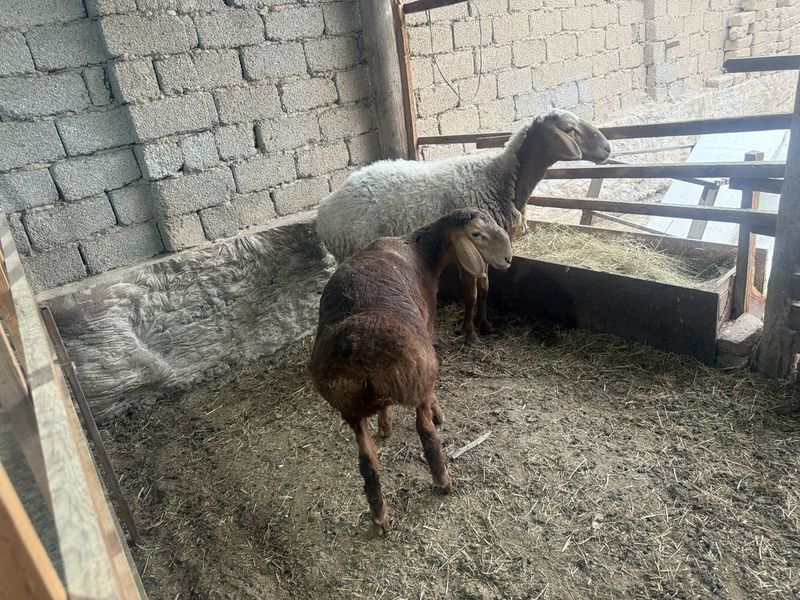 Ona bola qoy sotiladi qozi qochqor 3 oyli boldi Ona bola qoy sotiladi qozi qochqor 3 oyli boldi