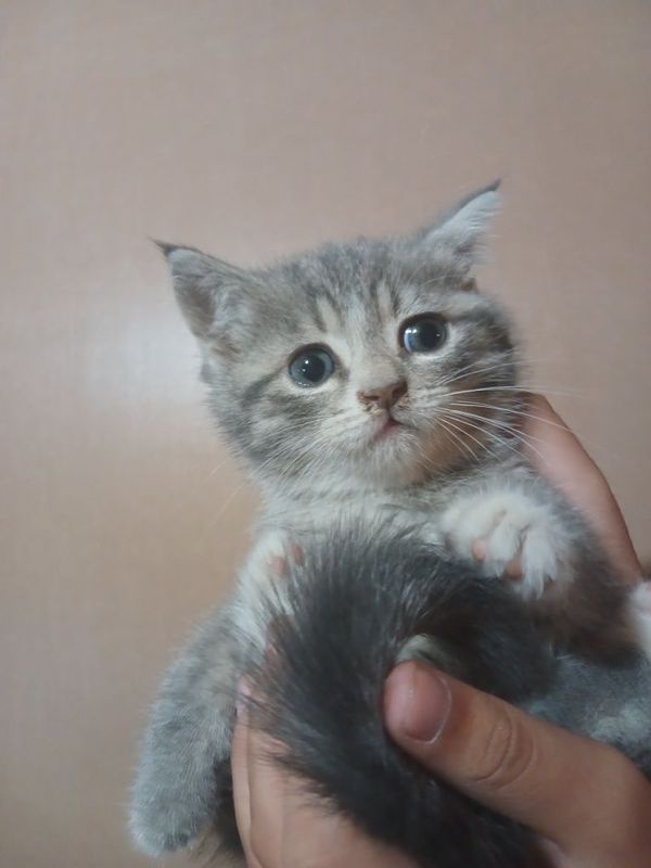 1.5 oylik mushuk parodiyali 1.5 oylik mushuk parodiyali