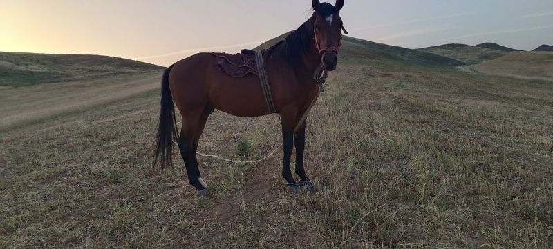 Otga tushinmediganlar bekorga bezota qilmasin!