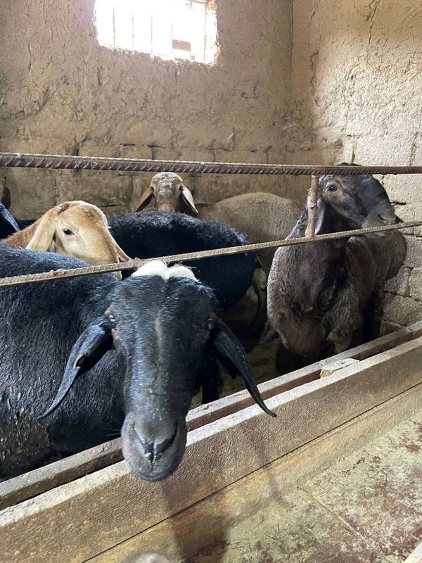 Qoy bor 45 kgdan 60 kg gacha arpa bugdoyda boqlgan narhi kelwladi