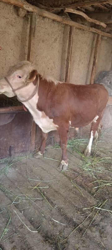 Buqa 1 yosh sotiladi Buqa 1 yosh sotiladi