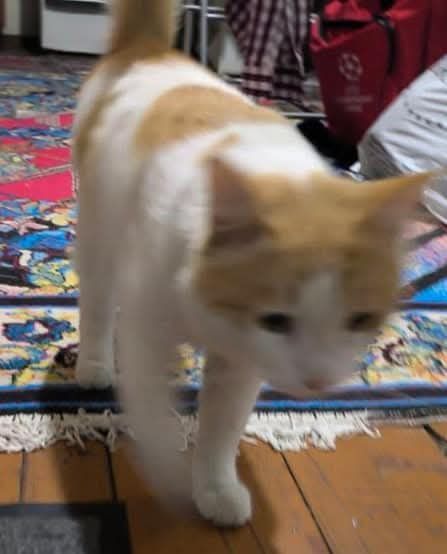 Подарю кота. Мушикни совга киламан. Подарю кота. Мушикни совга киламан.