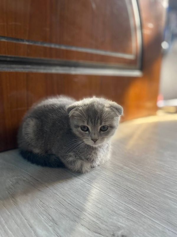 Продаются котята