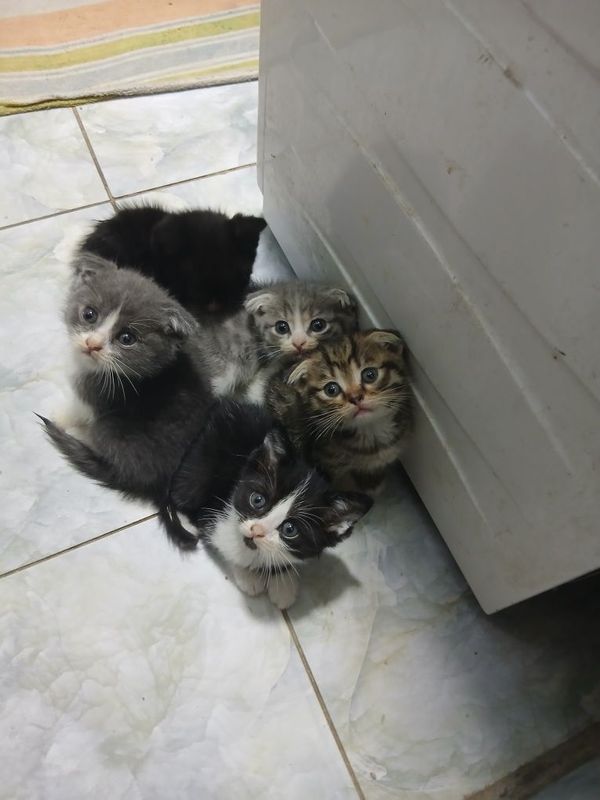 Продаётся котята 1,5 месяца
