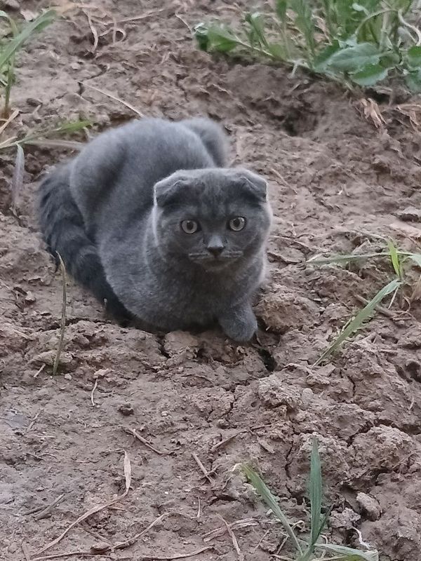 Чистокровный веслоухий британец
