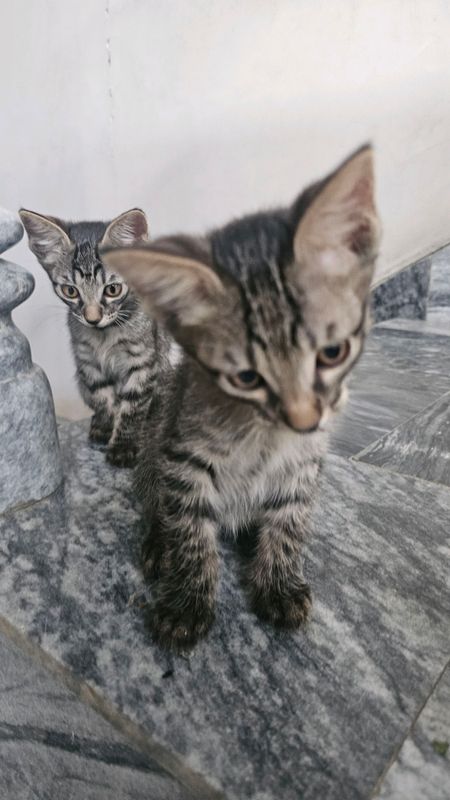 домашние котята, отдам в хорошие руки домашние котята, отдам в хорошие руки