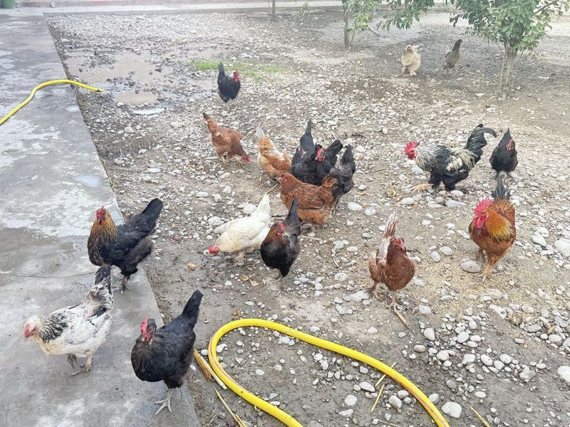 Продам куриц и петухов Продам куриц и петухов