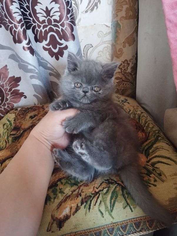 Продам котят породы скотиш страйт Продам котят породы скотиш страйт