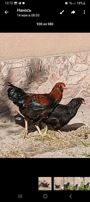 Продаются куры и петухи породы Амерауна Продаются куры и петухи породы Амерауна