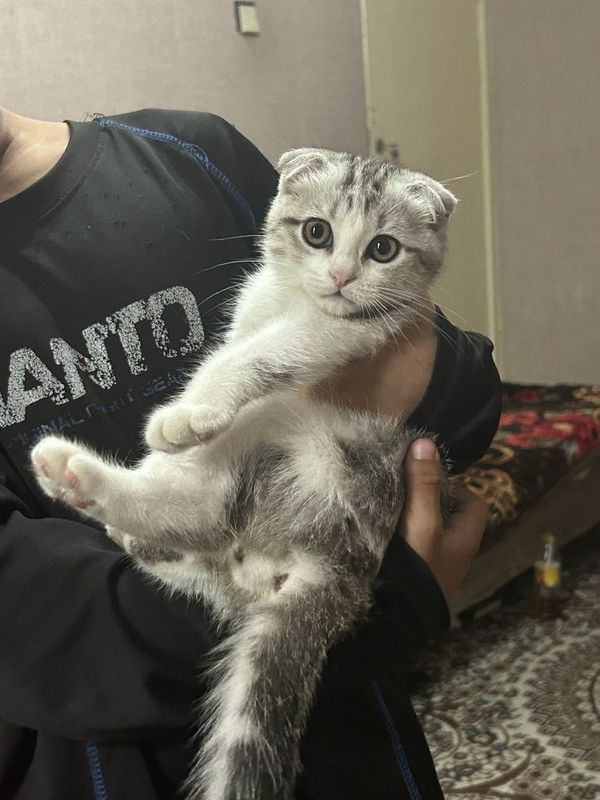 Скоттиш Фолд Шиншилла Скоттиш Фолд Шиншилла