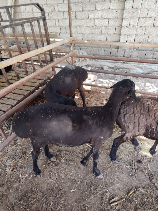 Sovliq ona qo'ylar sotiladi