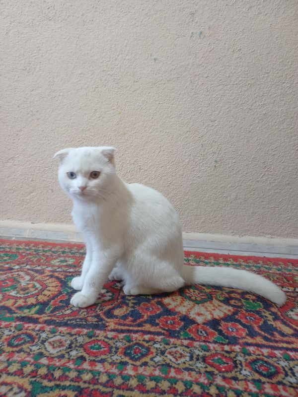 Srocni Sotiladii Srocni Sotiladii