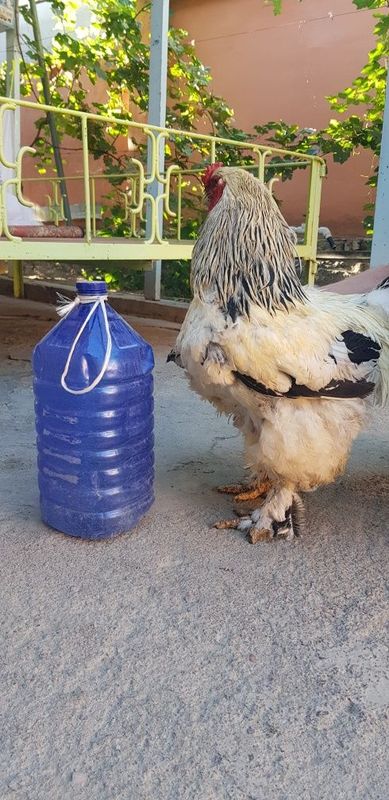 Светлый брама. Хуроз тоза Зот.