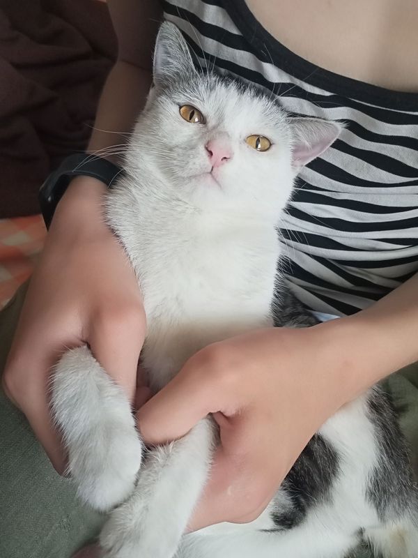 Кошка и кот отдам даром Кошка и кот отдам даром