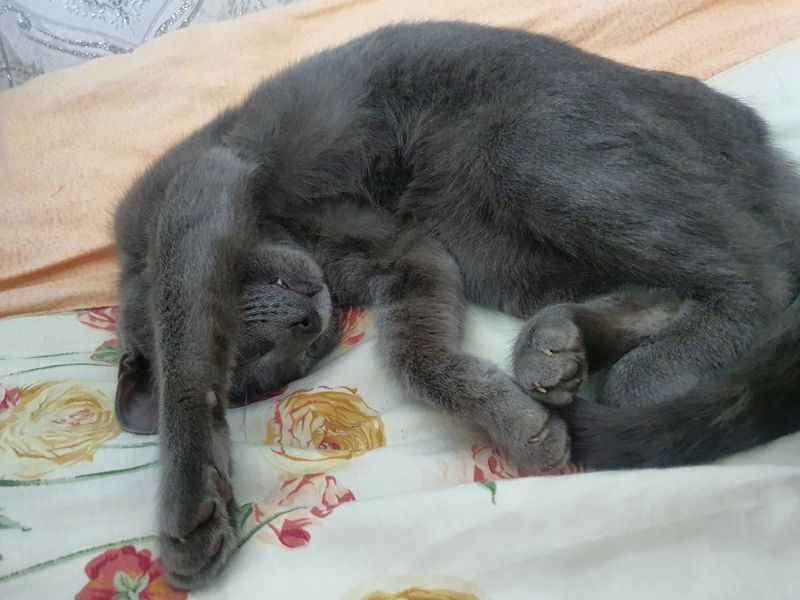 Russian Blue cat