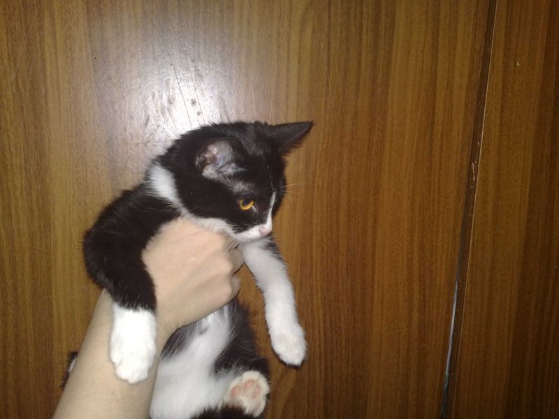 чернобелая кошечка, 5 месяцев, привита с паспортом